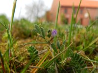 Vicia lathyroides 7, Lathyruswikke, Saxifraga-Rutger Barendse